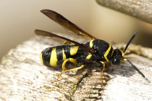 Leucospis dorsigera